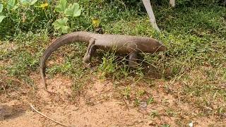 Bengal monitor  ಉಡ  Lizard [upl. by Yelak]