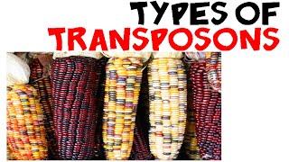 Types of transposons [upl. by Neevan]