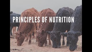 Practical feedlot seminar Principles of nutrition [upl. by Armitage92]