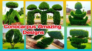 Conocarpus plant Designs  New and beautiful design of Conocarpus plant  How to grow Conocarpus [upl. by Ytissahc]