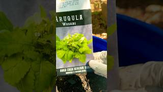 Planting Wasabi Arugula backyardgardening growyourownfood homesteading garden selfsufficient [upl. by Past]