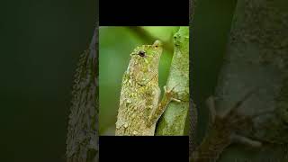 The rusty spotted cat is the smallest wild cat species in the world  shorts  animalshorts [upl. by Bak]