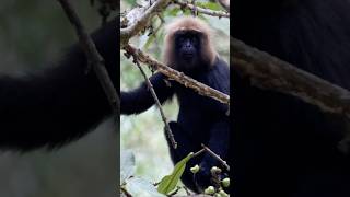 കരിക്കൊരങ്ങ് or Nilgiri Langur  Kerala wild animals  Parambikulam tiger reserve  പറമ്പികുളം [upl. by Albina]