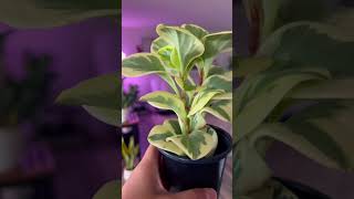 Peperomia obtusifolia variegated “Baby Rubberplant” peperomia variegatedplants natureathome [upl. by Atekehs]