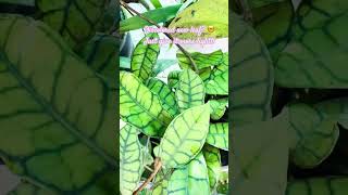 Hoya leaf lack luster  discoloration hoyacaretips tipsandtricks [upl. by Gnohc]