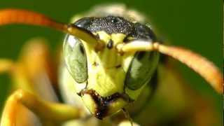 Französische Feldwespe Gallische Feldwespe Polistes dominula Macro Video Macro Movies [upl. by Nomsed]