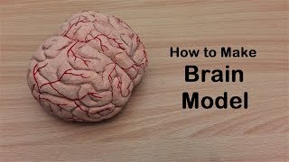 How to make Brain Cerebrum Model  3d thermocolStyrofoam Carving [upl. by Ellerd16]