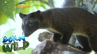 Born to be Wild Releasing civet cats back into the wild [upl. by Katrina]