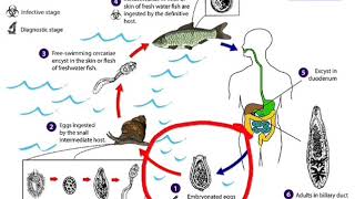 Siklus hidup Clonorchis sinensis [upl. by Ailad758]