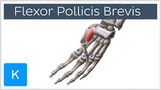 Flexor Pollicis Brevis Muscle  Origins amp Function  Human Anatomy  Kenhub [upl. by Etz410]