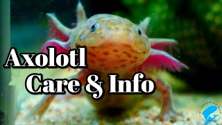 Axolotl Care and Information Ambystoma mexicanum Aka quotThe Mexican Walking Fish [upl. by Maybelle217]