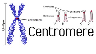 Centromere and kinetochore  chromosome structure and function [upl. by Atnoed]