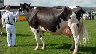 Mature Holstein Class 2024 Dumfries Show1st  Acclaim from Logan Holsteins [upl. by Yelnek]