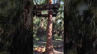 Trimming palms florida palmtrees trimmingmachine youtubeshorts fyp [upl. by Darom]