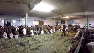 Feeding the Cows  Barn Work on a Small Dairy Farm [upl. by Weissman]