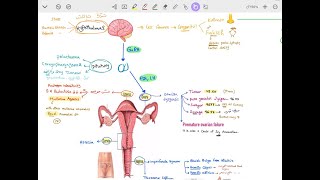 Polycystic Ovary Syndrome amp Amenorrhea [upl. by Ganny429]