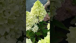 Гортензия метельчатая Hydrangea paniculata Little Fresco Little Fraise [upl. by Felton]