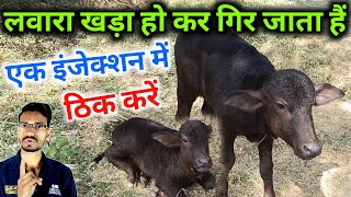 🐄बछड़ा खड़ा हो कर गिर जाता है  grass tetany  magnesium tetany in calf  myfex injection  dr hada [upl. by Rudy]