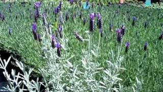 lavandula stoechas silver anouk mov [upl. by Dulce]