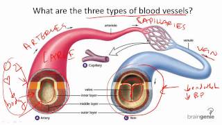 872 Blood Vessel Structure and Function [upl. by Ayit]