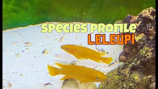 Species Profile  Neolamprologus Leleupi [upl. by Theran120]