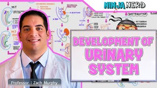 Embryology  Development of the Urinary System [upl. by Airdnas]