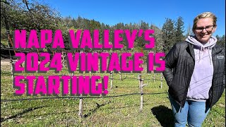 The 2024 Napa Valley vintage is starting [upl. by Anelim]