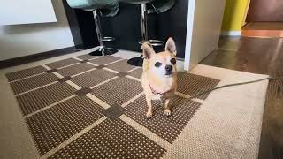 Surprising Reaction at the End 🤭  Cute Chihuahua  Little Dog Buddy Howl [upl. by Delp832]