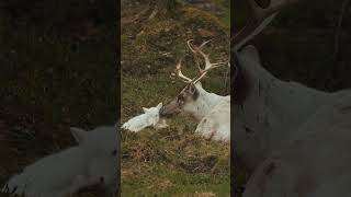 🔥The Reindeer Rangifer tarandus [upl. by Ruckman431]