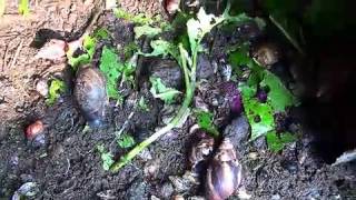 Pig Waste amp Snail Farming with Arrey Ivo mp4 [upl. by Yeorgi]