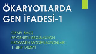 Ökaryotlarda Gen İfadesi1 TÜRKÇE 1 Sınıf [upl. by Amrac]