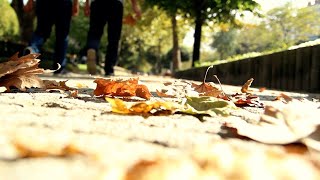 Leaf Collection in Des Plaines [upl. by Annamaria94]