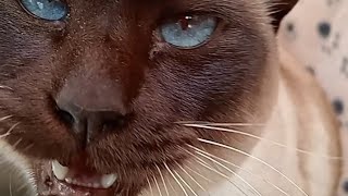 Cat Meows Compilation 78 [upl. by Frost]