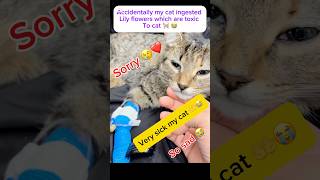 Cat Lily Poisoning  Lily Toxicity For cats 🐈 shorts catlilyflowersickcatcatvideos viralshort [upl. by Ruffi]