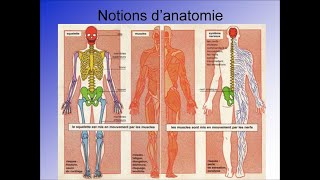 Anatomie et Physiologie de lappareil locomoteur [upl. by Adnawyt855]