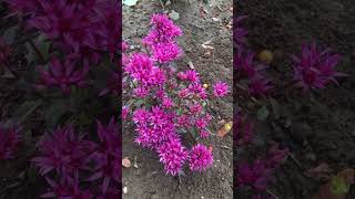 Sedum spurius Spot On Deep Rose cute plant ❤️🌸 [upl. by Stu]