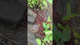 nature Dankila डांकीलासुंदर नजारा ग्रामीण भागातीलtriballife [upl. by Aieka109]