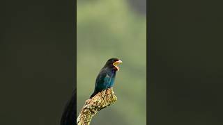 Oriental Dollarbird Regurgitating Bee shortvideos wildlife nature nature viralshorts [upl. by Gotthelf]