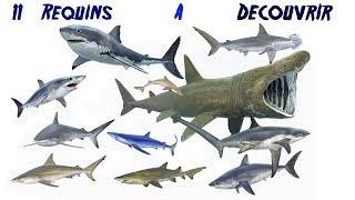 11 Requins à Découvrir [upl. by Weidman]