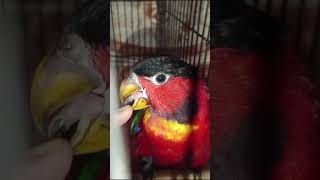 Beautiful Red Parrot in angry mood shortsviral shortsvideo [upl. by Sabba]