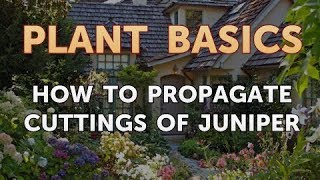 How to Propagate Cuttings of Juniper [upl. by Hanyaz]