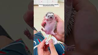 The girl tries to save the newborn hedgehog from suffocation hedgehog babyhedgehog short [upl. by Ynnal]