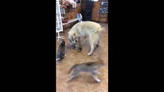 Wolf Meets Wolfdog Puppies For the First Time [upl. by Aikaz]