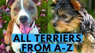 All Terrier Dog Breeds List from A to Z [upl. by Domash418]