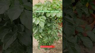 Repotting China doll  Radermachera sinica🌳 shorts plants ytshorts indoorplants song [upl. by Letram]