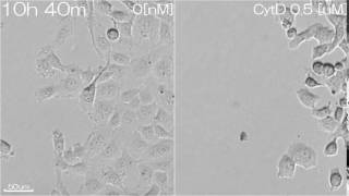 29CytochalasinD affects to cell motility [upl. by Anoiek544]