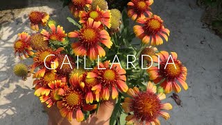 Gaillardia Flower  Blanket Flower Gaillardia Plant Care [upl. by Dnalram]