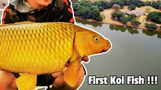 Beautiful Yellow Koi Fish Caught in South Africa  Excellent Spot for Big Carp Fishing [upl. by Reve]