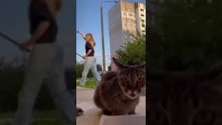 Éstos son vídeos de gatos graciosos qué té causarán risas😱😎😸gatos [upl. by Yrac313]