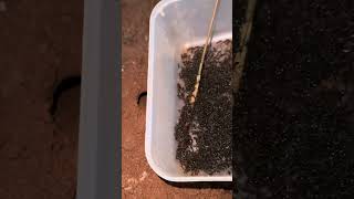 Using ants for catching cricket insect at night shorts [upl. by Buchanan201]